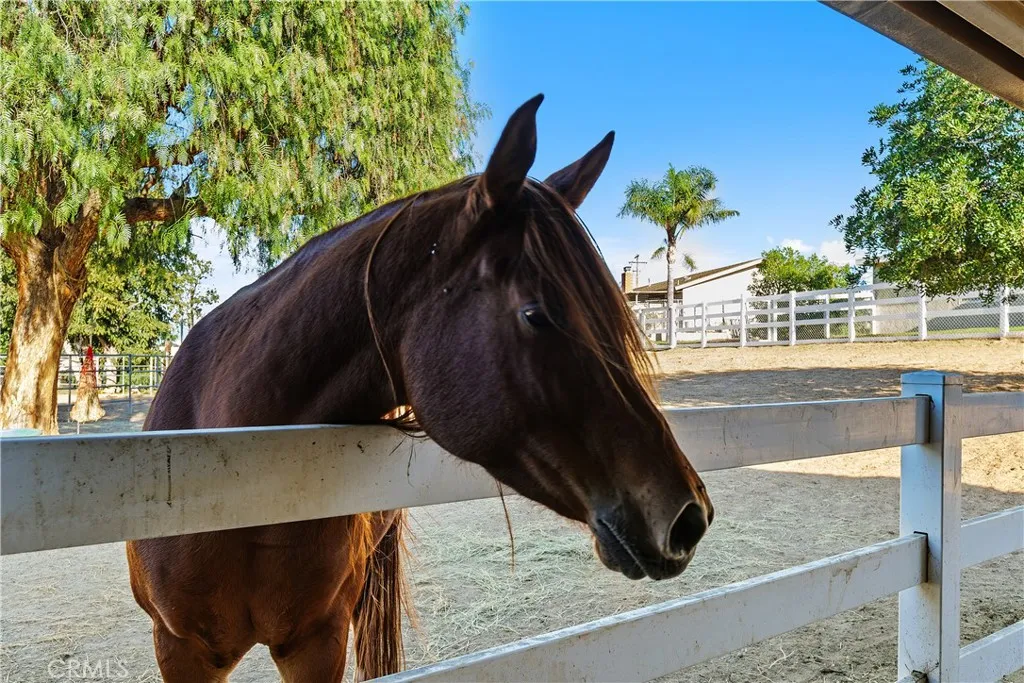 Additional image 75 of 2625 Three Bar Lane, Norco, CA 92860