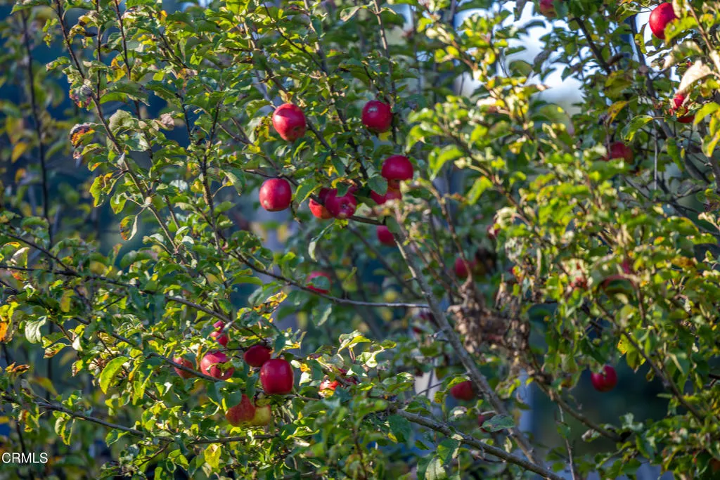 Additional image 42 of 19204 Benson Lane, Fort Bragg, CA 95437