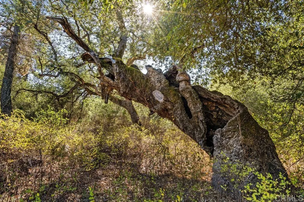 Additional image 63 of 120 Vacant Land Mesa Grande Road, Santa Ysabel, CA 92070
