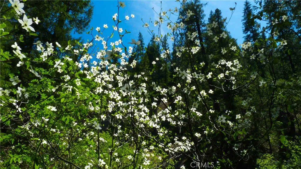 Additional image 19 of Echo Way, McCloud, CA 96057