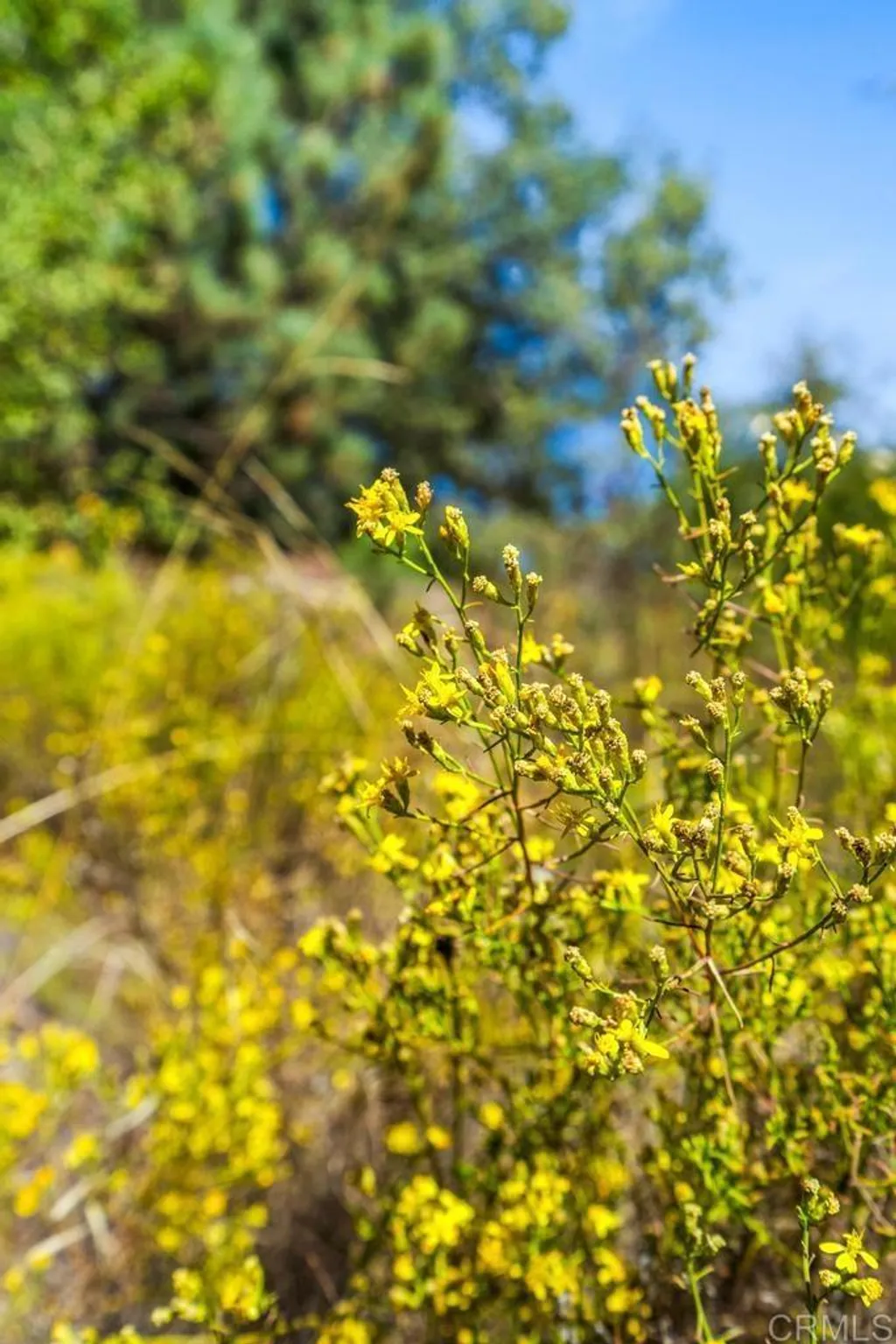 Additional image 9 of 120 Vacant Land Mesa Grande Road, Santa Ysabel, CA 92070