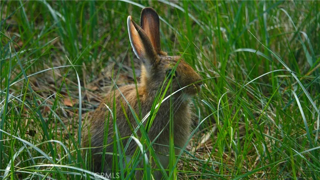 Additional image 6 of Echo Way, McCloud, CA 96057