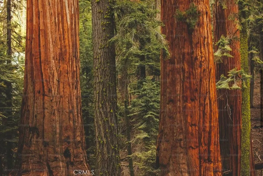 Additional image 14 of 54584 Ponderosa Drive, Springville, CA 93265