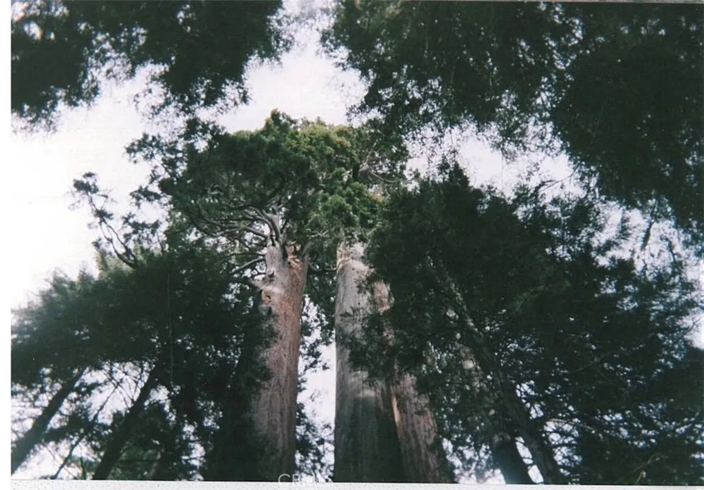 Additional image 6 of 54584 Ponderosa Drive, Springville, CA 93265