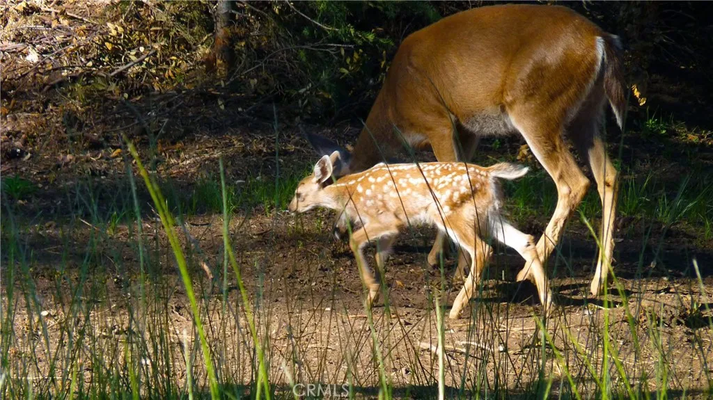 Additional image 38 of Echo Way, McCloud, CA 96057