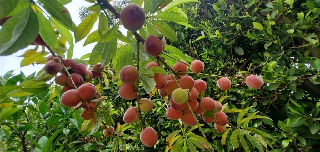 Additional image 66 of 7901 Berger Avenue, Playa Del Rey, CA 90293