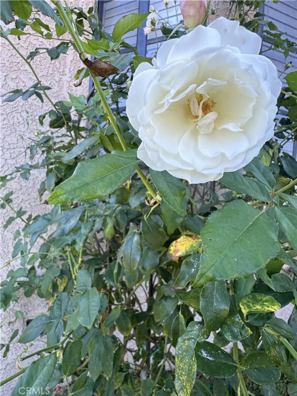 Additional image 12 of 3336 W 133rd St, Hawthorne, CA 90250