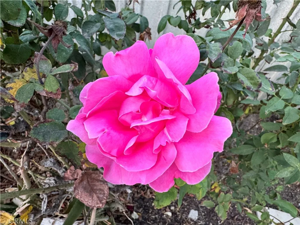 Additional image 37 of 15909 Vincennes Street, North Hills, CA 91343