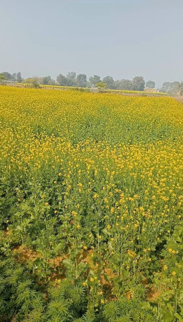 Property image for Taoru, Gurgaon