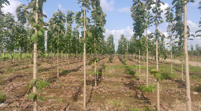 Additional image 2 of Butibori, Nagpur