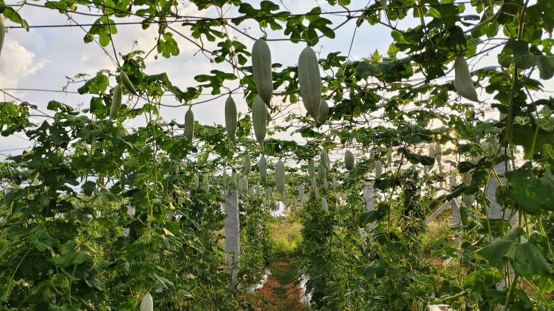 Additional image 3 of Devanahalli, Bangalore