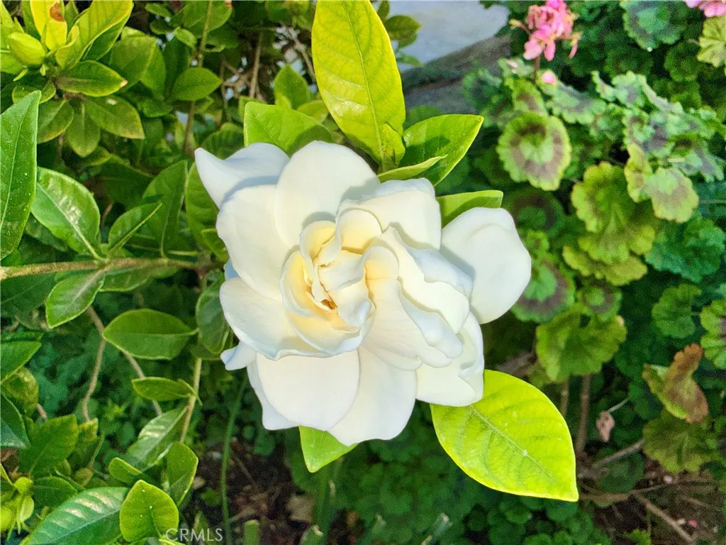 Additional image 67 of 20930 Parthenia Street Unit 216, Canoga Park, CA 91304