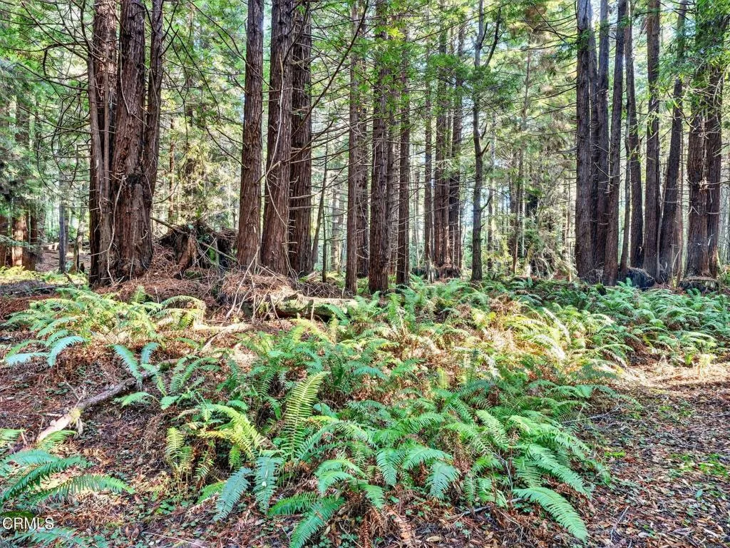 Additional image 36 of 19400 Dorffi Road, Fort Bragg, CA 95437