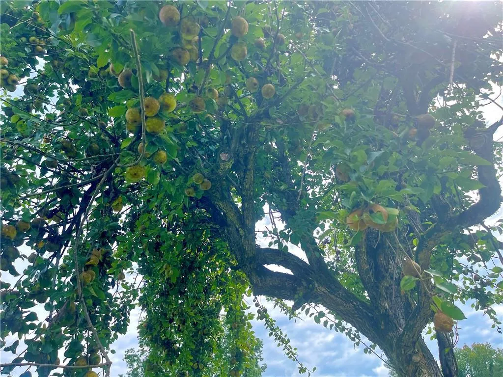 Additional image 20 of 1069 Lee Rd 73, Waverly, AL 36879