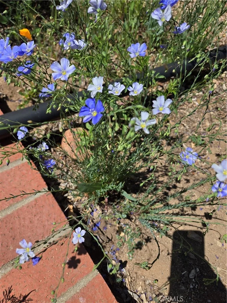 Additional image 129 of 57745 Bailey Rd, Anza, CA 92539