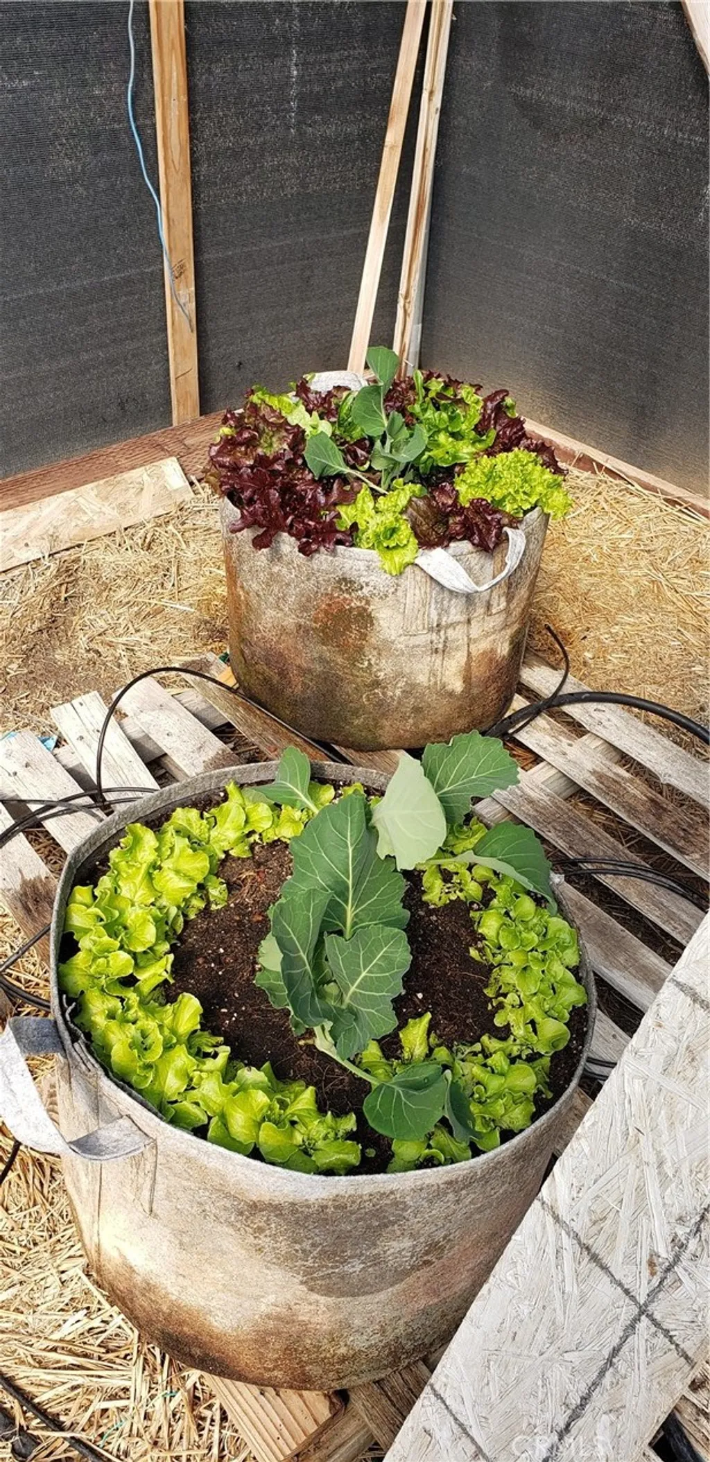 Additional image 50 of 57745 Bailey Rd, Anza, CA 92539