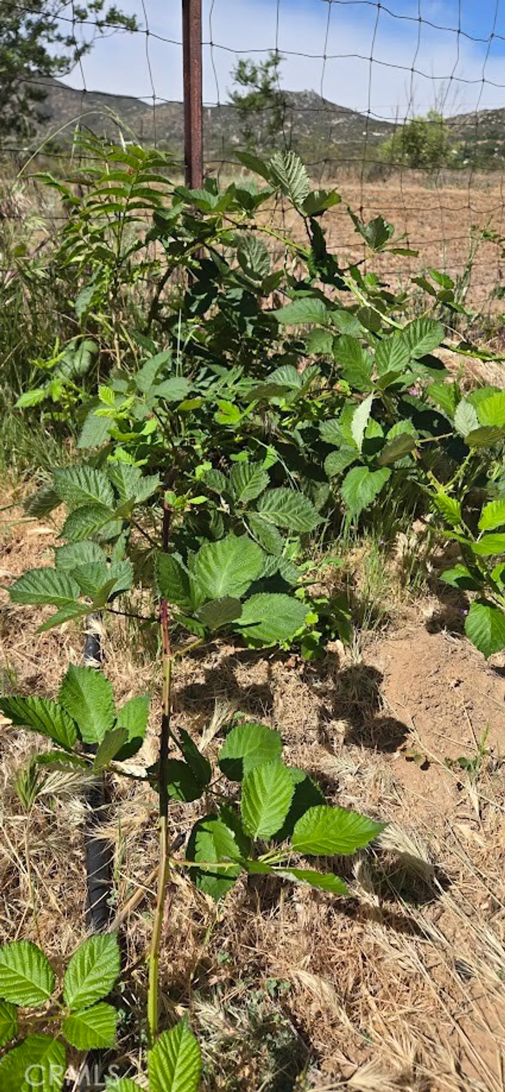 Additional image 49 of 57745 Bailey Rd, Anza, CA 92539