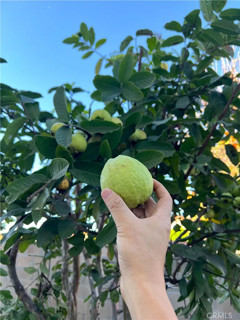 Additional image 88 of 4851 Agnes Ave, Temple City, CA 91780