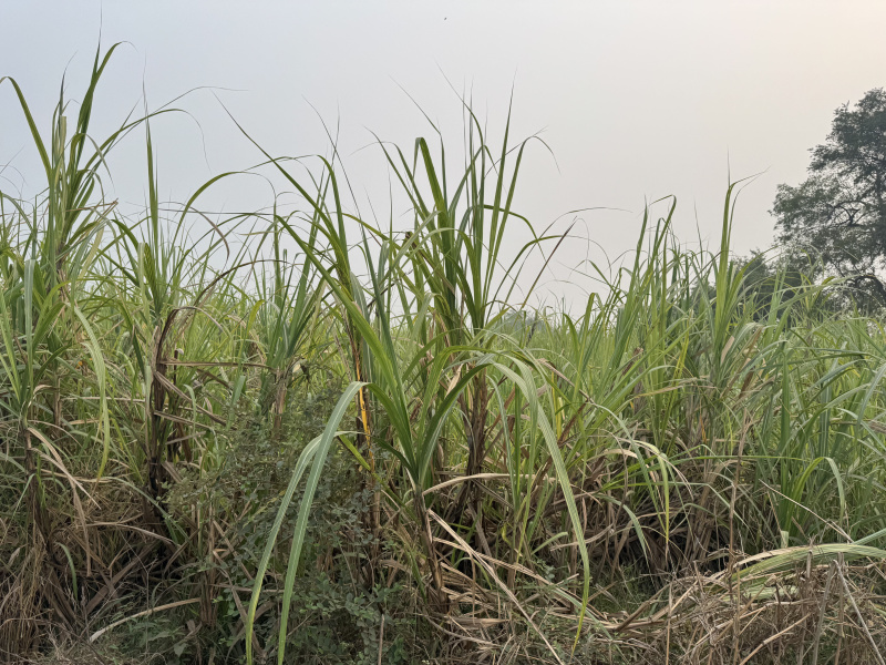 Additional image 3 of Vadoli, Surat