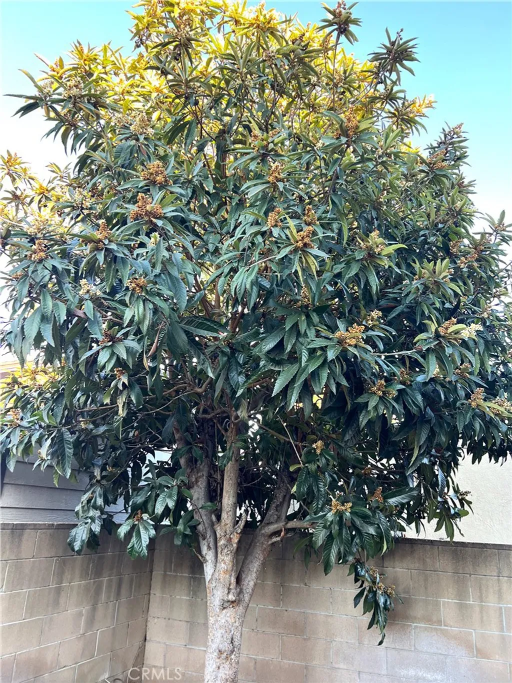 Additional image 42 of 4851 Agnes Ave, Temple City, CA 91780