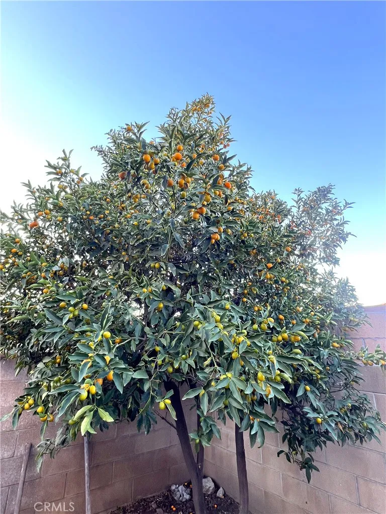 Additional image 86 of 4851 Agnes Ave, Temple City, CA 91780