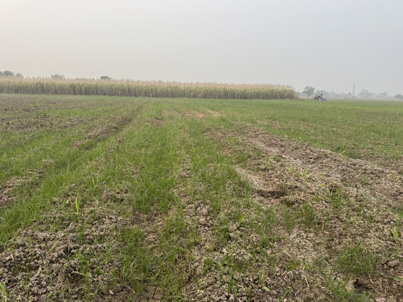 Additional image 2 of Vadoli, Surat