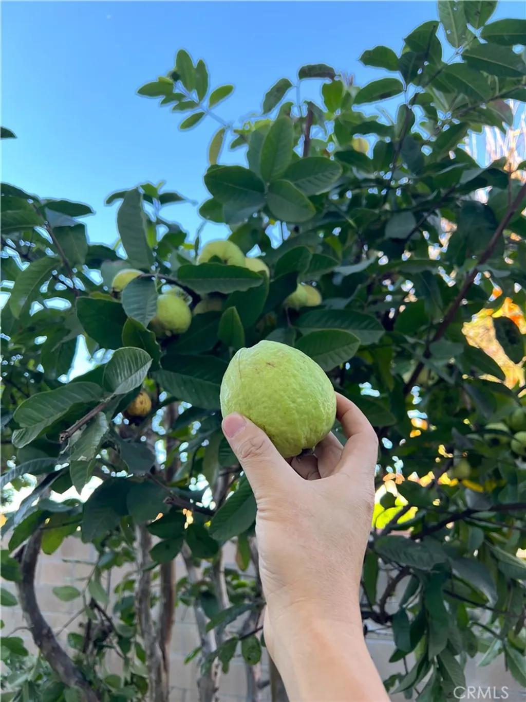 Additional image 43 of 4851 Agnes Ave, Temple City, CA 91780