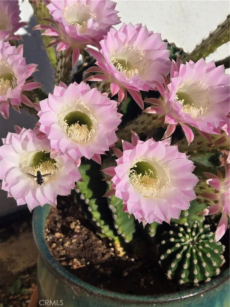 Additional image 130 of 57745 Bailey Rd, Anza, CA 92539