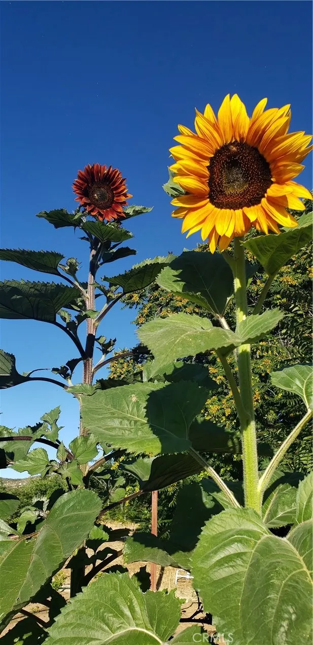 Additional image 125 of 57745 Bailey Rd, Anza, CA 92539