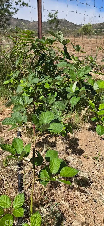 Additional image 122 of 57745 Bailey Rd, Anza, CA 92539