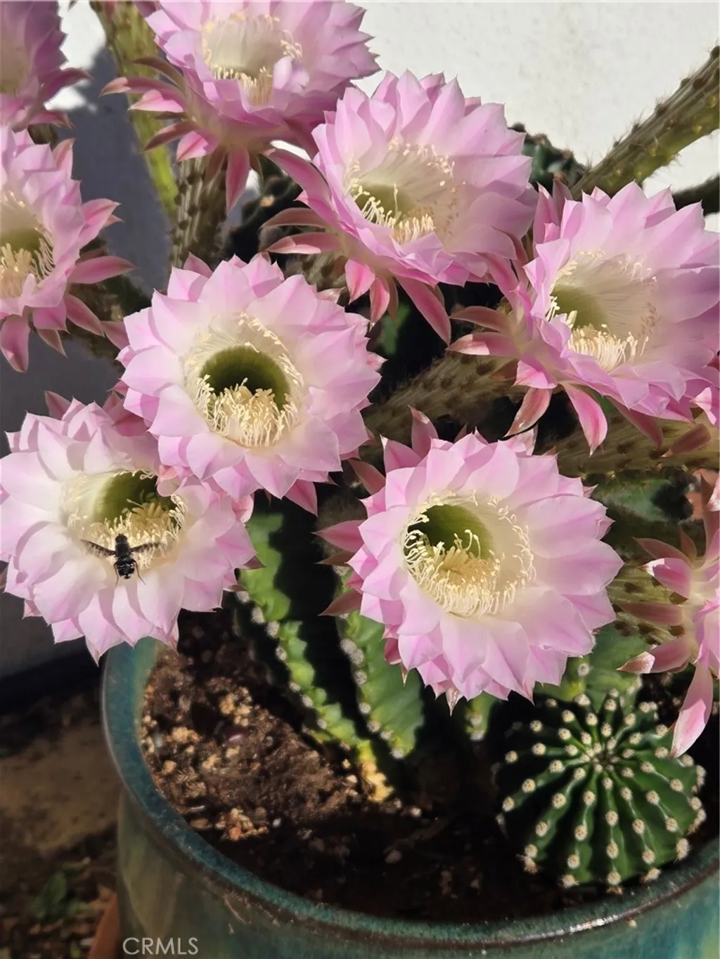 Additional image 57 of 57745 Bailey Rd, Anza, CA 92539