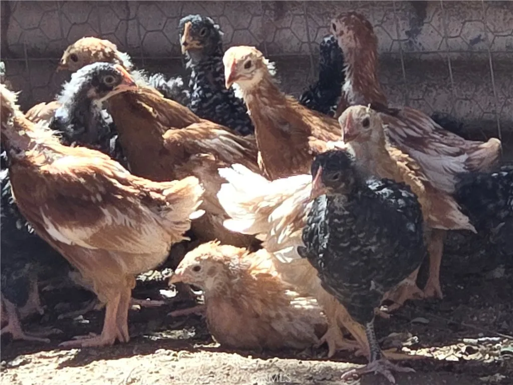 Additional image 53 of 57745 Bailey Rd, Anza, CA 92539