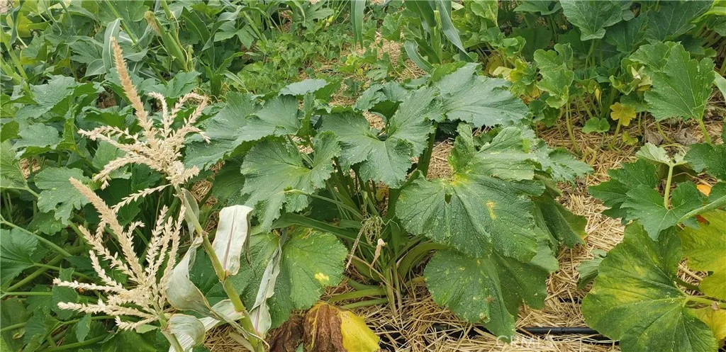 Additional image 121 of 57745 Bailey Rd, Anza, CA 92539