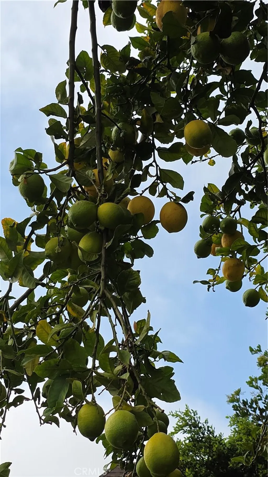 Additional image 25 of 231 S Gain St, Anaheim, CA 92804