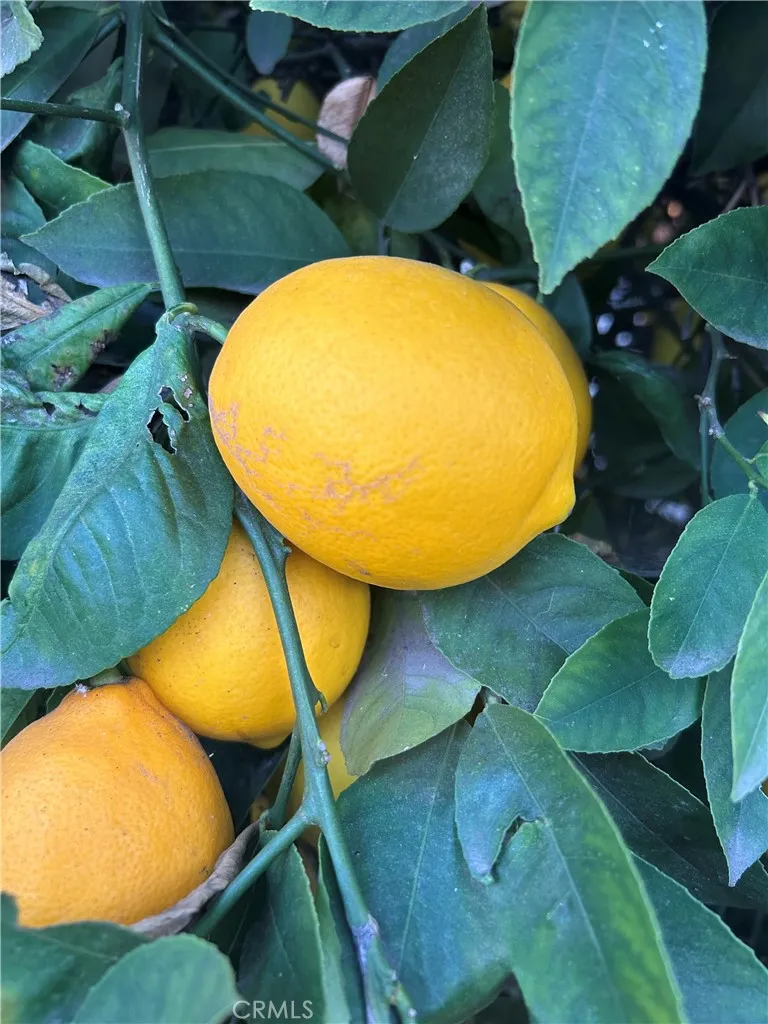 Additional image 30 of 665 N. San Antonio Ave., Upland, CA 91786