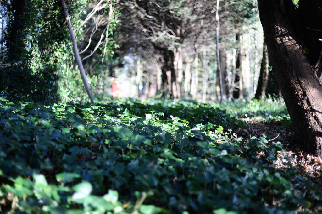 Additional image 6 of Sparrey Drive, Birmingham, B30