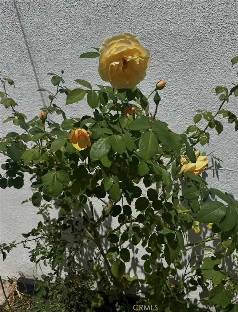 Additional image 44 of 17041 Escalon Drive, Encino, CA 91436