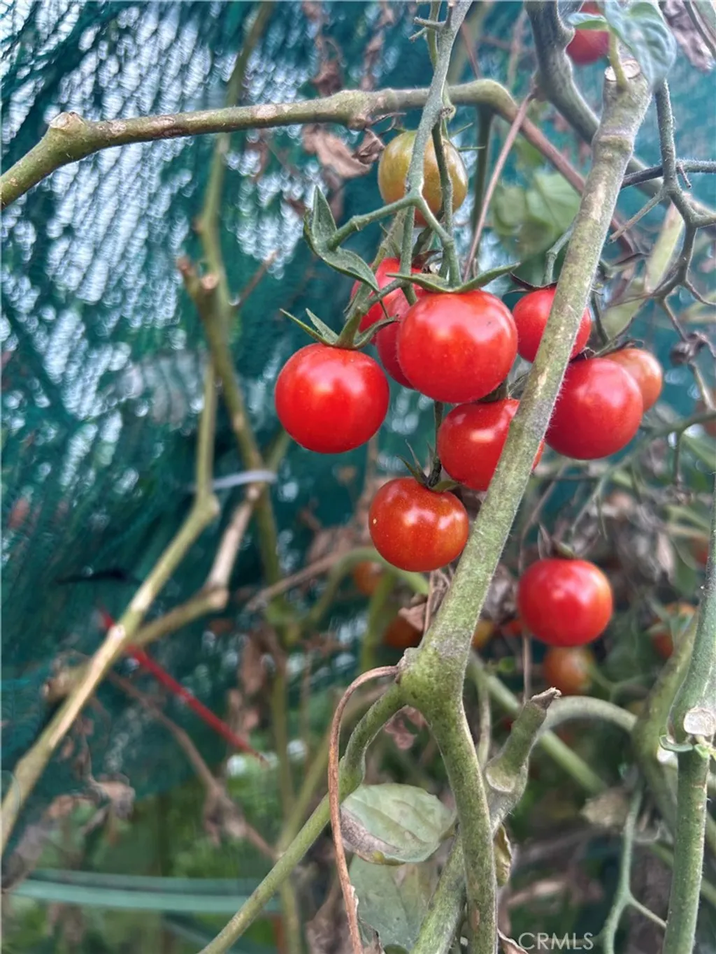 Additional image 16 of 665 N. San Antonio Ave., Upland, CA 91786