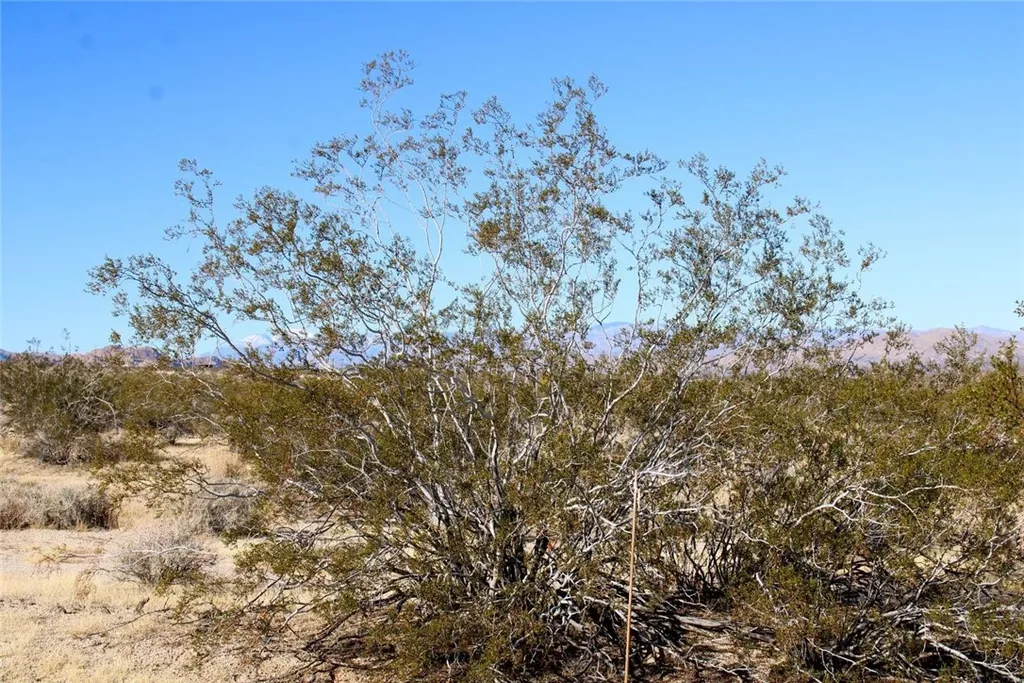 Additional image 15 of 659904 Dorth Place, 29 Palms, CA 92277