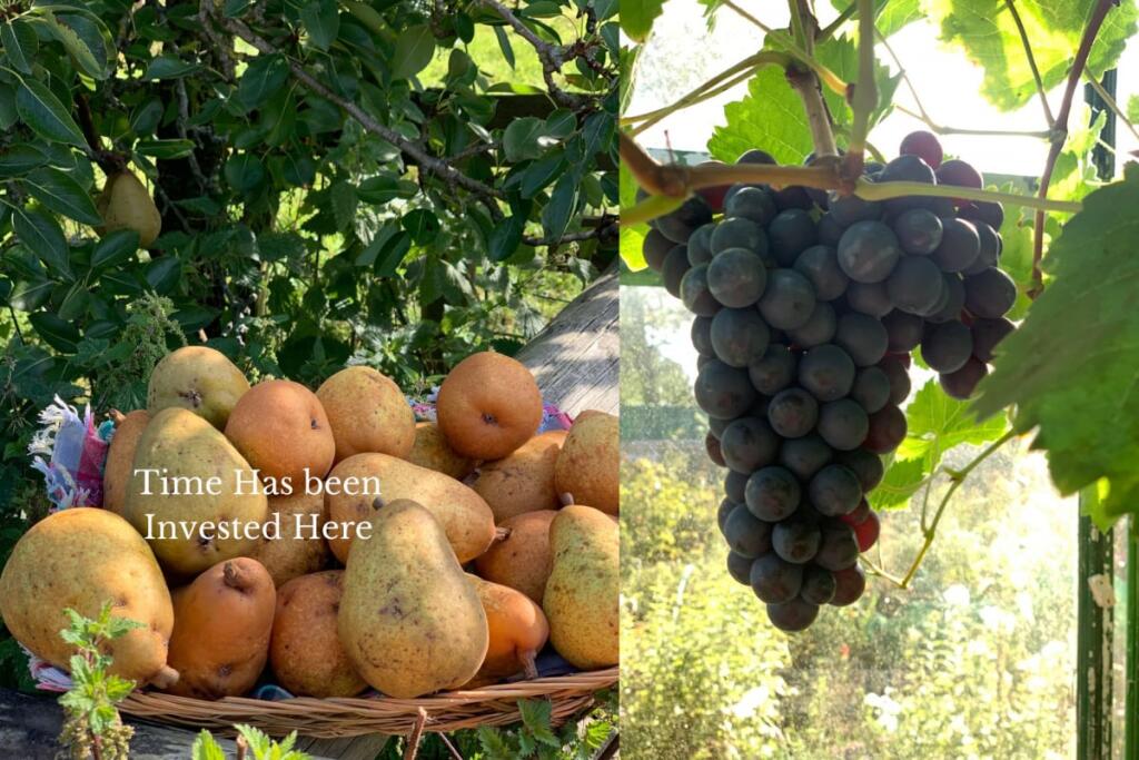 Additional image 13 of Forget Me Not Farm, Earlswood, B94