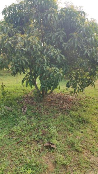 Additional image 2 of Pollachi, Coimbatore