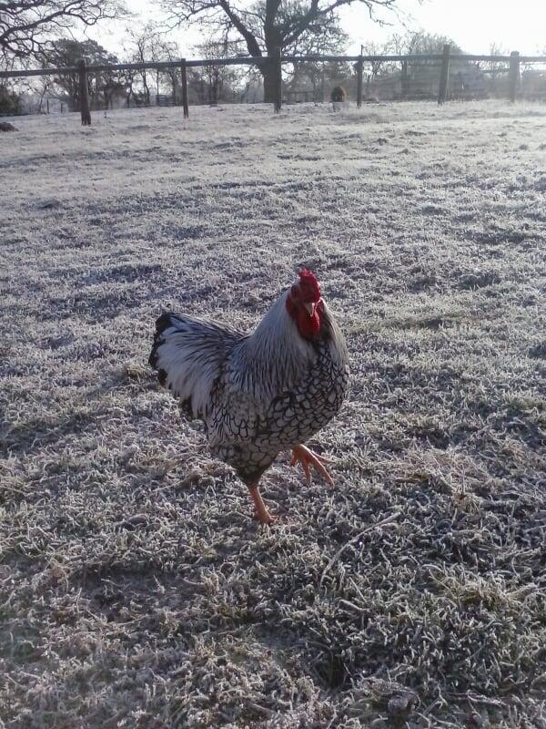 Additional image 12 of Forget Me Not Farm, Earlswood, B94