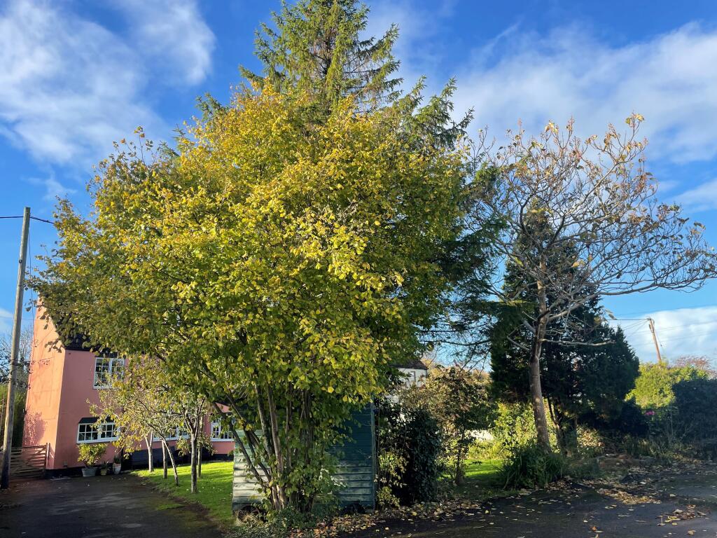 Additional image 24 of Clivey, Dilton Marsh, WESTBURY