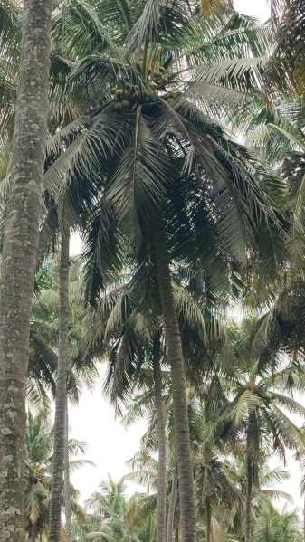 Additional image 3 of Pollachi, Coimbatore