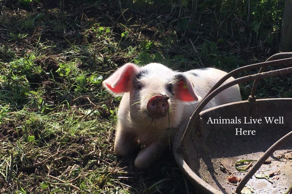 Additional image 16 of Forget Me Not Farm, Earlswood, B94