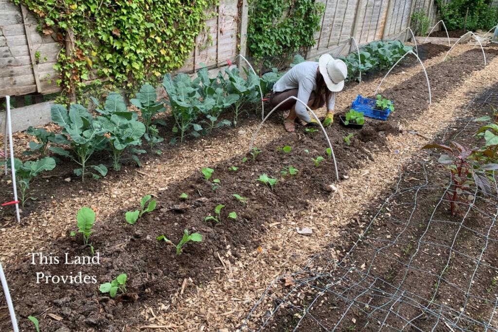 Additional image 11 of Forget Me Not Farm, Earlswood, B94