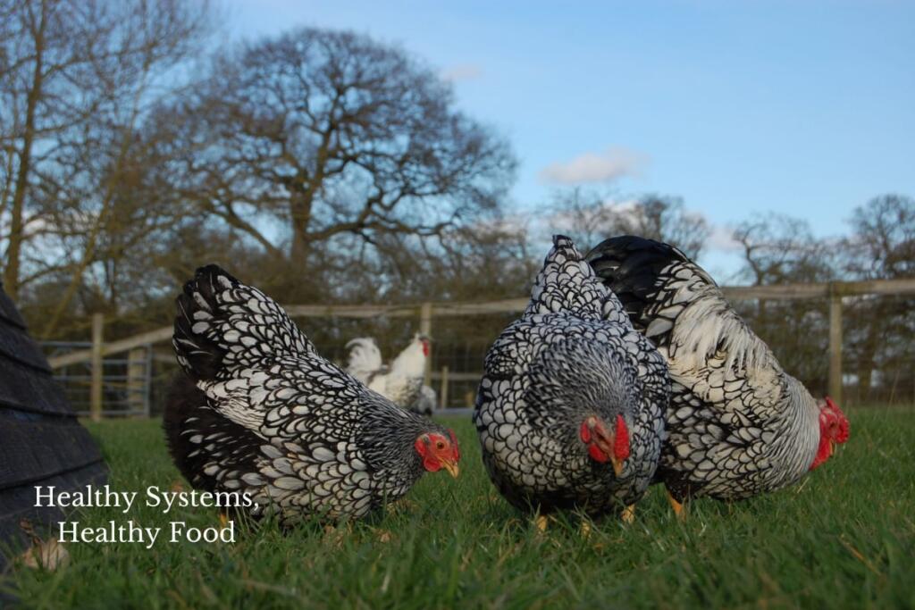 Additional image 15 of Forget Me Not Farm, Earlswood, B94
