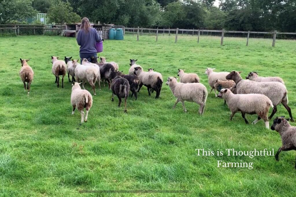 Additional image 14 of Forget Me Not Farm, Earlswood, B94