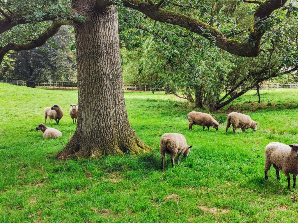 Additional image 27 of Central Shepton, backing onto charming farmland