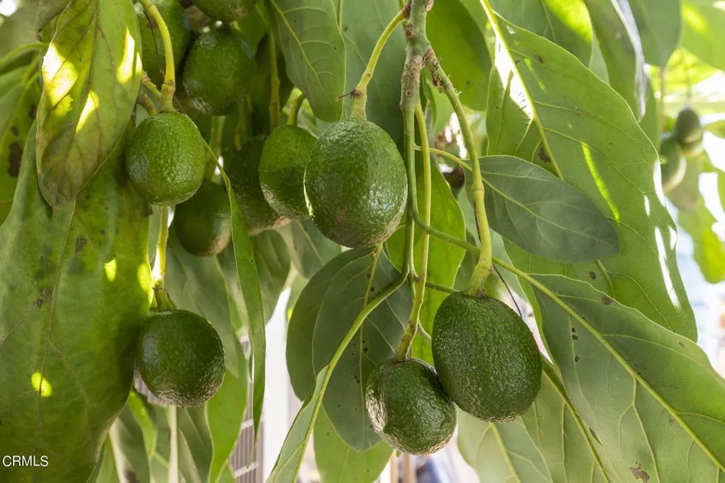 Additional image 96 of 366 Court Avenue, Ventura, CA 93003